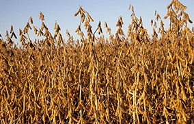 Biomass Recycling