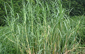 Biomass Recycling Plant